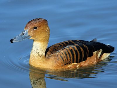 Fulvous Whistling Duck (WWT Slimbridge March 2019) - pic by Nigel Key
